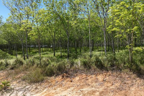 Terrain à Pa Klok, Thaïlande 48000 m2 № 170539 - photo 2