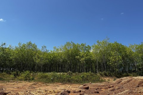 Terrain à Pa Klok, Thaïlande 48000 m2 № 170539 - photo 6