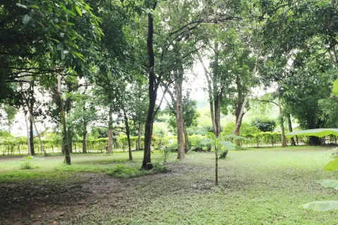 Terrain à Loei, Thaïlande 16000 m2 № 163417 - photo 14