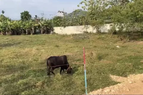 Land in Phuket, Thailand 1600 sq.m. № 167308 - photo 4