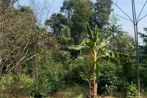 Land in Mae Rim, Thailand 19200 sq.m. № 167745 - photo 2