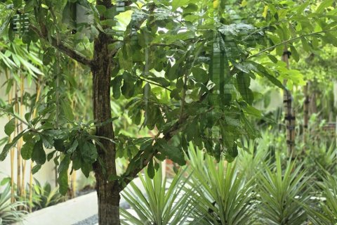 Вилла в Пхукете, Таиланд с 6 спальнями  № 151647 - фото 16