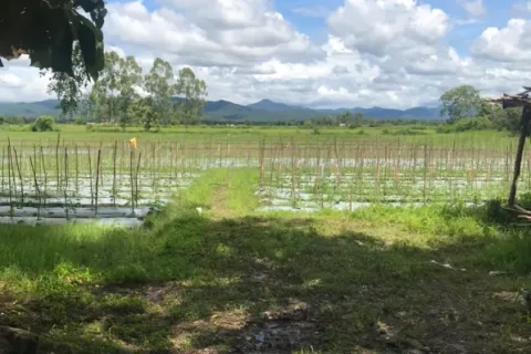 Land in Chiang Mai, Thailand № 162832 - photo 8