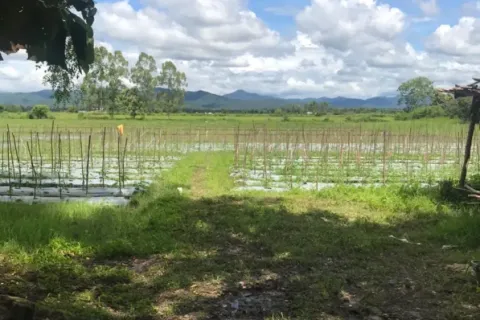 Land in Chiang Mai, Thailand № 162832 - photo 8