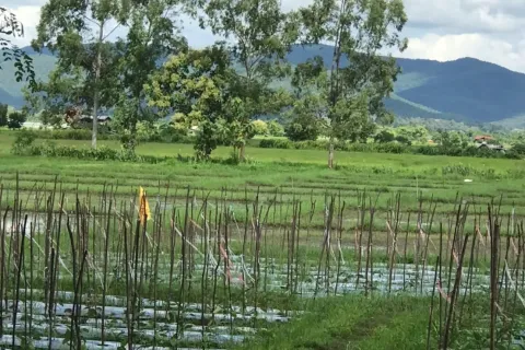 Land in Chiang Mai, Thailand № 162832 - photo 3