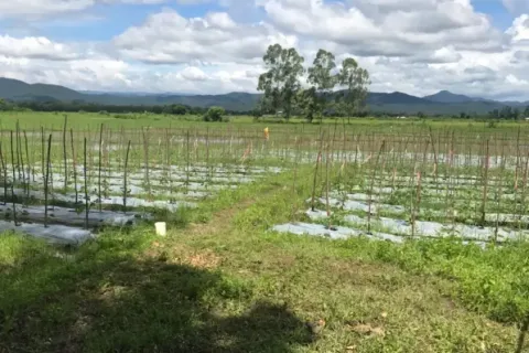 Land in Chiang Mai, Thailand № 162832 - photo 9