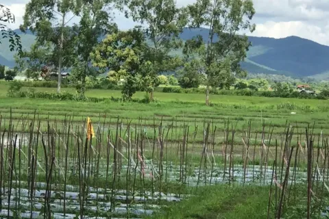 Land in Chiang Mai, Thailand № 162832 - photo 3