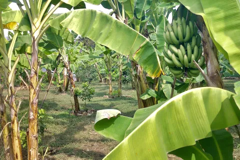 Terrain à Kanchanaburi, Thaïlande 7828 m2 № 141620 - photo 23