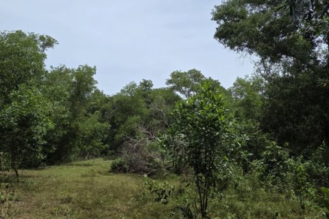 Land in Mai Khao, Thailand 8164 sq.m. № 141622 - photo 8