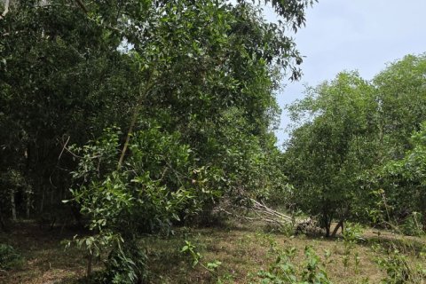 Land in Mai Khao, Thailand 8164 sq.m. № 141622 - photo 7