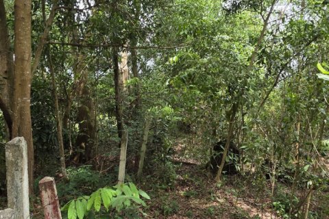 Land in Mai Khao, Thailand 8164 sq.m. № 141622 - photo 4