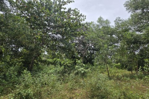 Land in Mai Khao, Thailand 8164 sq.m. № 141622 - photo 12