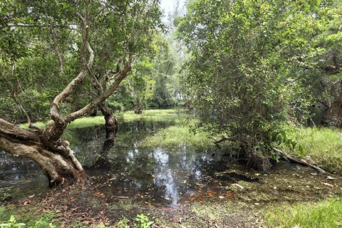 Land in Mai Khao, Thailand 8164 sq.m. № 141622 - photo 13