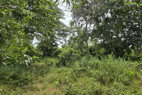 Land in Mai Khao, Thailand 8164 sq.m. № 141622 - photo 9