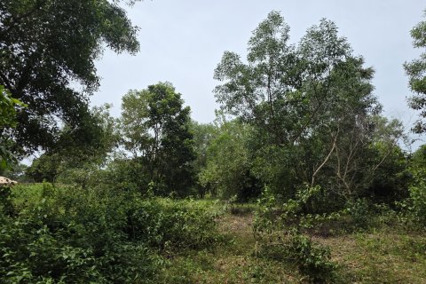 Land in Mai Khao, Thailand 8164 sq.m. № 141622 - photo 10