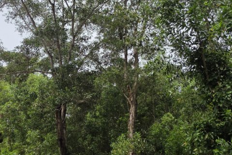 Land in Mai Khao, Thailand 8164 sq.m. № 141622 - photo 15