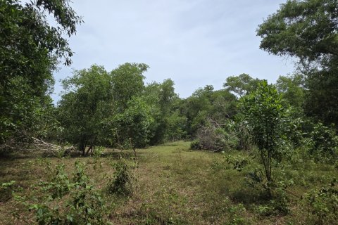 Land in Mai Khao, Thailand 8164 sq.m. № 141622 - photo 6