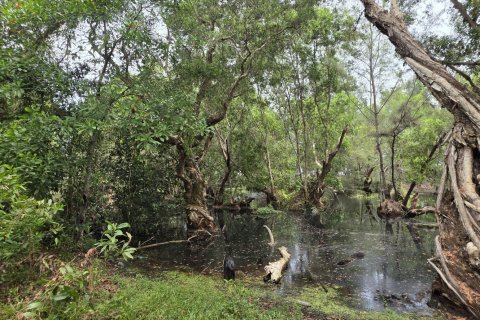 Land in Mai Khao, Thailand 8164 sq.m. № 141622 - photo 16