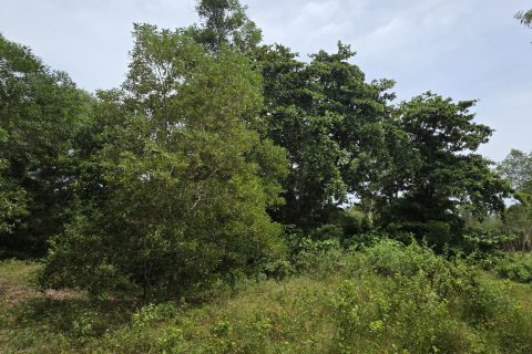 Land in Mai Khao, Thailand 8164 sq.m. № 141622 - photo 11