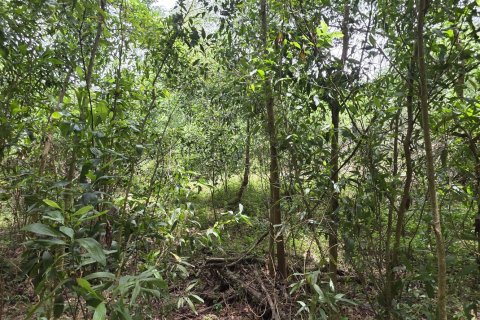 Land in Mai Khao, Thailand 8164 sq.m. № 141622 - photo 5