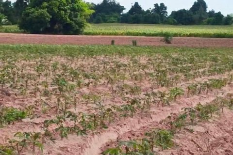 Земельный участок в Накхонратчасиме, Таиланд 20800м2  № 151422 - фото 14