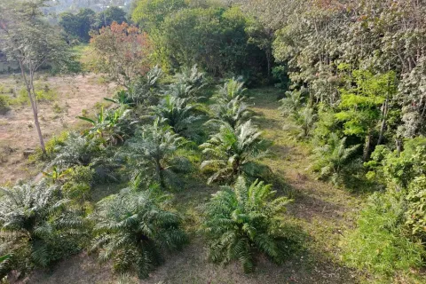 Земельный участок в Паклоке, Таиланд 2400м2 № 159090 - фото 4