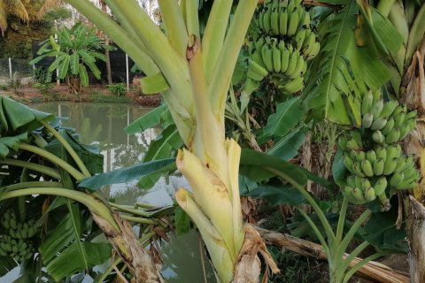 Дом в Пхетбури, Таиланд с 4 спальнями  № 138572 - фото 26