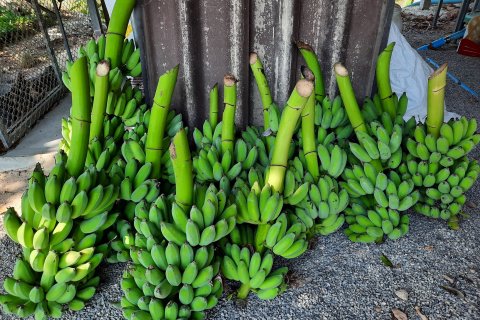Дом в Пхетбури, Таиланд с 4 спальнями  № 138572 - фото 27