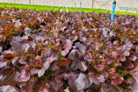 Terrain à Wang Saphung, Thaïlande 56000 m2 № 171000 - photo 12