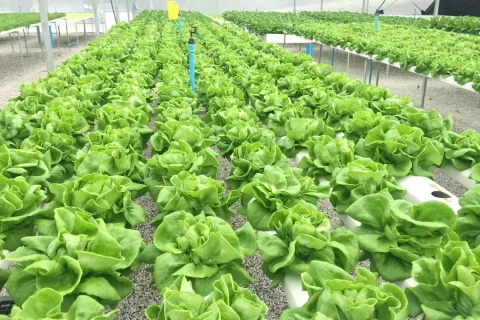 Terrain à Wang Saphung, Thaïlande 56000 m2 № 171000 - photo 27