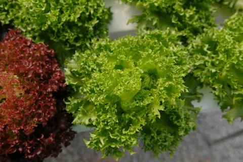 Terrain à Wang Saphung, Thaïlande 56000 m2 № 171000 - photo 19