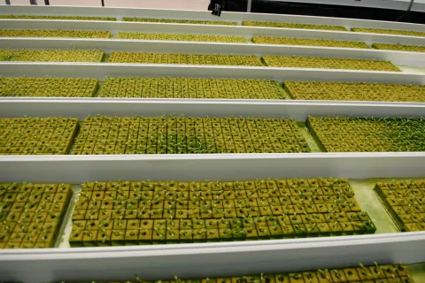 Terrain à Wang Saphung, Thaïlande 56000 m2 № 171000 - photo 21