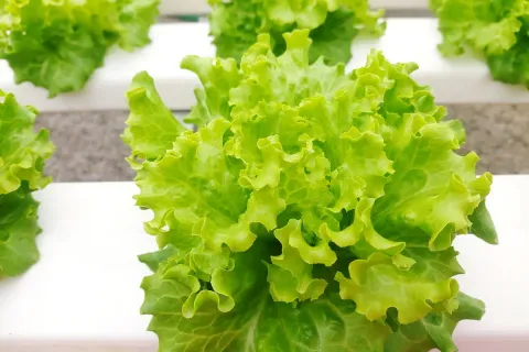 Terrain à Wang Saphung, Thaïlande 56000 m2 № 171000 - photo 29