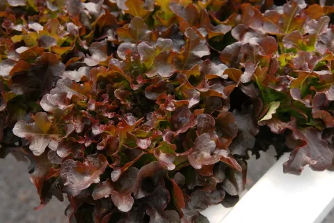 Terrain à Wang Saphung, Thaïlande 56000 m2 № 171000 - photo 18