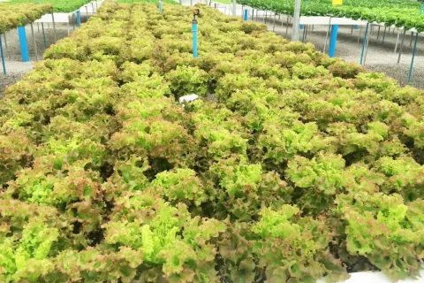 Terrain à Wang Saphung, Thaïlande 56000 m2 № 171000 - photo 28