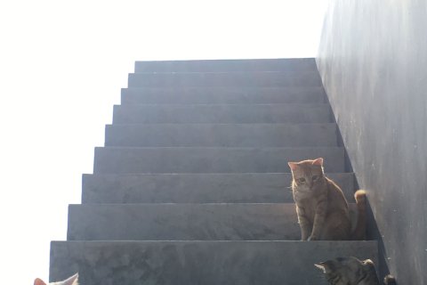 Studio in Hua Hin, Thailand № 171948 - photo 16