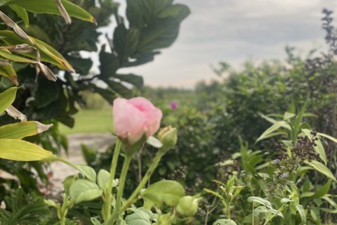 House in Bang Nam Priao, Thailand 2 bedrooms № 151304 - photo 8