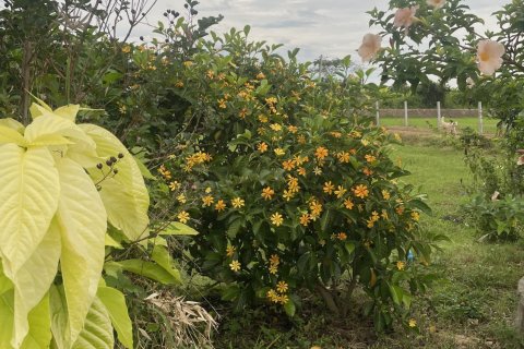 House in Bang Nam Priao, Thailand 2 bedrooms № 151304 - photo 7