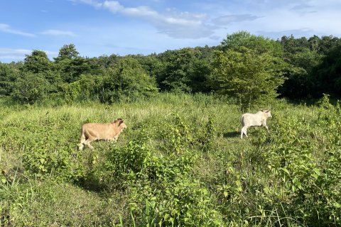 Земельный участок в Мае Риме, Таиланд 3880м2  № 167764 - фото 7