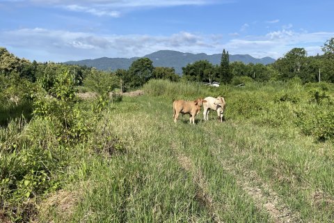 Земельный участок в Мае Риме, Таиланд 3880м2  № 167764 - фото 5