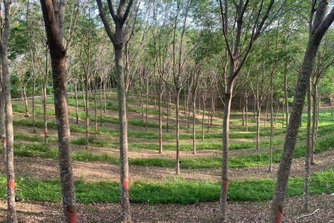 Terrain à Phuket, Thaïlande 10756 m2 № 155977 - photo 7