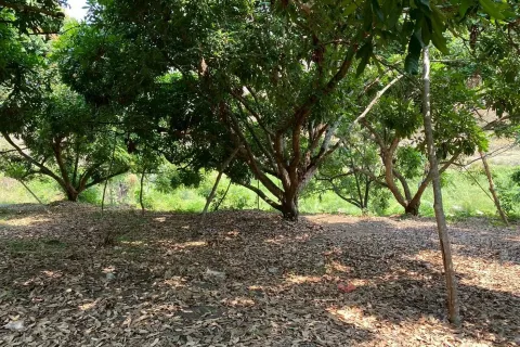 Земельный участок в Чомтонге, Таиланд 9600м2  № 156537 - фото 2