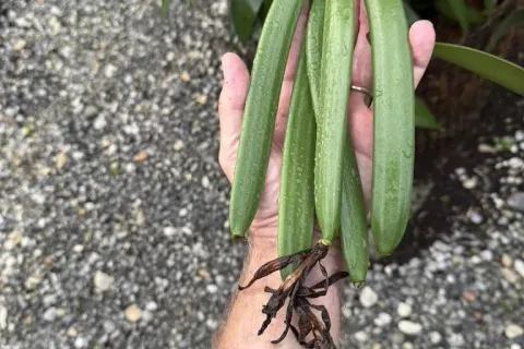 Terrain à Mae Chan, Thaïlande 14400 m2 № 169447 - photo 14