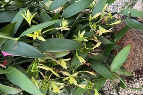 Terrain à Mae Chan, Thaïlande 14400 m2 № 169447 - photo 11