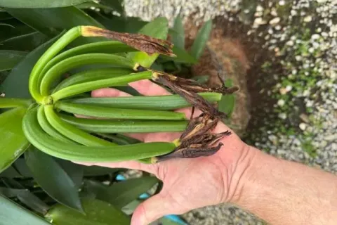 Terrain à Mae Chan, Thaïlande 14400 m2 № 169447 - photo 12