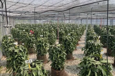 Terrain à Mae Chan, Thaïlande 14400 m2 № 169447 - photo 13