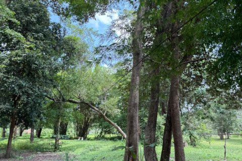 Terrain à Ubon Ratchathani, Thaïlande 35200 m2 № 151957 - photo 13