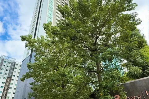 Studio dans le Condo à Din Daeng, Bangkok, Thaïlande  № 170862 - photo 15