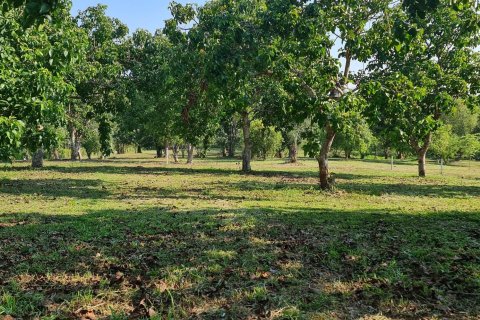 Land in Chiang Rai, Thailand 1600 sq.m. № 156911 - photo 29