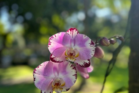 Студия в кондо в Чиангмае, Таиланд № 161147 - фото 14